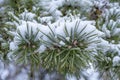 Closeup of an Evergreen Pine Tree with Needles and Small Pine Cones and Covered with Snow Royalty Free Stock Photo