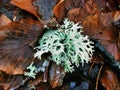 Closeup of Evernia prunastri lichens growing on the brown autumn leaves background