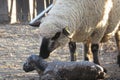 A closeup of an Ewe sheep standing while licking a slimy layer from her new born baby lamb Royalty Free Stock Photo