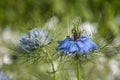 Closeup of an exotic blue flower