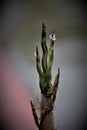 Closeup of an exotic flower bud with water drops Royalty Free Stock Photo