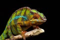 Closeup of an exotic panther chameleon with green and blue skin on a thick branch