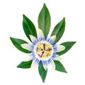 Closeup of exotic passion flower on the leaf is isolated