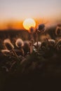 Closeup of exotic plants surrounded by greenery with a beautiful sunset on the blurry background