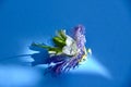 Closeup of Exotic purple passion flower