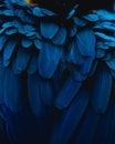 Closeup of an exotic Scarlet Macaw blue feathers Royalty Free Stock Photo