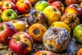Closeup Exploration of Decaying Fruit on the Ground A Study in Texture Decomposition and Food Waste Royalty Free Stock Photo