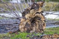 Exposed Rotted Tree Trunk, Log