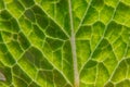 Closeup extreme macro texture view of green wood sheet tree leaf. Inspirational nature spring or summer wallpaper background. Royalty Free Stock Photo