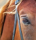 Closeup eye of a bay horse with eyelashes on a white background Royalty Free Stock Photo