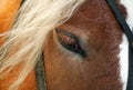 Closeup eye of a bay horse with eyelashes on a white background Royalty Free Stock Photo