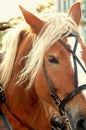 Closeup eye of a bay horse with eyelashes on a white background Royalty Free Stock Photo