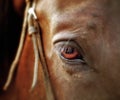 Closeup eye of a bay horse with eyelashes on a white background Royalty Free Stock Photo