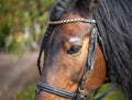 Closeup eye of a bay horse with eyelashes on a white background Royalty Free Stock Photo