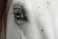 Closeup eye of beautiful spellbinding white horse. Generative AI Royalty Free Stock Photo