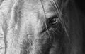 Closeup of eye of a black horse, animal background in black and white Royalty Free Stock Photo