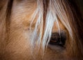 Closeup of the eye of a brown horse. Royalty Free Stock Photo