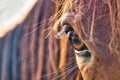 Closeup of an eye of a brown horse Royalty Free Stock Photo