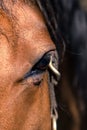 Closeup of an eye of a brown horse Royalty Free Stock Photo