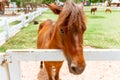 Closeup eye of brown horse Royalty Free Stock Photo