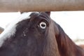 Closeup of an eye of a brown Mane horse in the farm Royalty Free Stock Photo