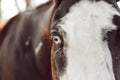 Closeup of an eye of a brown Mane horse in the farm Royalty Free Stock Photo