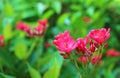 Closeup of Vibrant Red Peregrina Flowers, Native to Cuba and Hispaniola Royalty Free Stock Photo