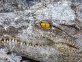 Closeup of the eye of a crocodile Royalty Free Stock Photo