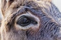 Closeup of eye of donkey in a meadow, Vision concept, macro of brown donkey eye
