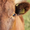 Closeup of eye and ear of brown cow Royalty Free Stock Photo