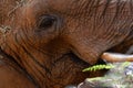 Closeup of an eye of an elephant Royalty Free Stock Photo