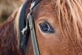 Close brown horse eye Royalty Free Stock Photo