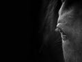 Closeup eye of the horse with eyelashes on a black background wi Royalty Free Stock Photo