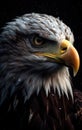 Closeup of the eye of an impressive bald eagle.