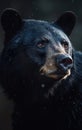 Closeup of the eye of an impressive bear. A close up of a black bear\'s face.