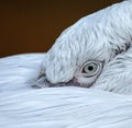 Closeup of the eye of a pelican Royalty Free Stock Photo