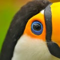 Closeup of eye of toucan bird