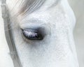 Closeup eye of a white horse with eyelashes on a white background with mane harnesses Royalty Free Stock Photo