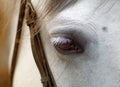 Closeup eye of a white horse with eyelashes on a white background with mane and harnesses Royalty Free Stock Photo