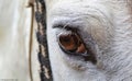 Closeup on a white horse`s eye Royalty Free Stock Photo