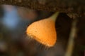 Eyelash Cup Fungi Growing on Decayed Log in the Rainforest of Thailand