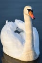 Closeup of a fabulous white swan in the water