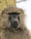 Closeup face of adult baboon with Acai tree trunk in background