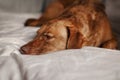 Closeup face of beautiful sad upset red-haired pet dog lying on bed at home. A lonely domestic animal puppy dog in bedroom waiting Royalty Free Stock Photo