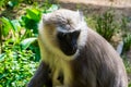 Closeup of the face of a bengal hanuman langur, tropical monkey from Bangladesh