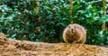 Closeup of the face of a black tailed prairie dog, Cute rodent from America Royalty Free Stock Photo