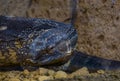 Closeup of the face of a black throated monitor, big tropical lizard from Africa Royalty Free Stock Photo