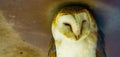Closeup of the face of a common barn owl, bird specie from the Netherlands Royalty Free Stock Photo
