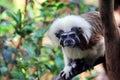 Closeup of the face of a cotton top tamarin monkey Royalty Free Stock Photo