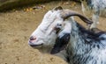 Closeup of the face of a damara goat, African sheep breed from Damaraland in Namibia